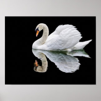 Weißer Schwan auf schwarzem Hintergrund Poster