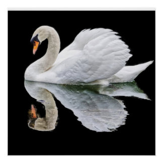 Weißer Schwan auf schwarzem Hintergrund Poster