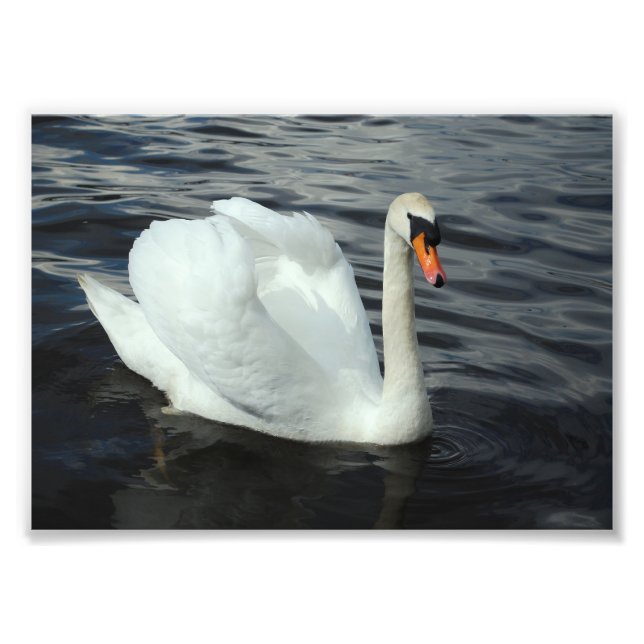 Weißer Schwan Fotodruck (Vorne)