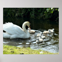 Weißer Schwan mit Chicks