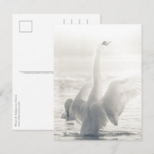 Weißer Schwan Naturfoto Postkarte