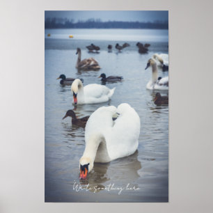 Weißer Schwan Poster