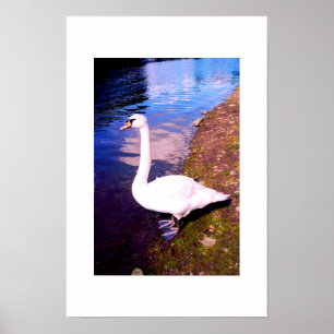 Weißer Schwan Poster