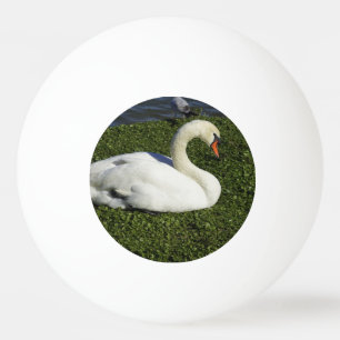 Weißer Schwan Tischtennisball
