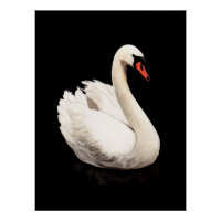 Weißer Schwan Vintage-Kunstposter