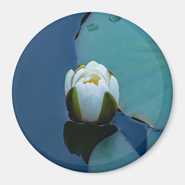 Weißer Seerosen im Teich, Naturfotografie Magnet (Vorne)
