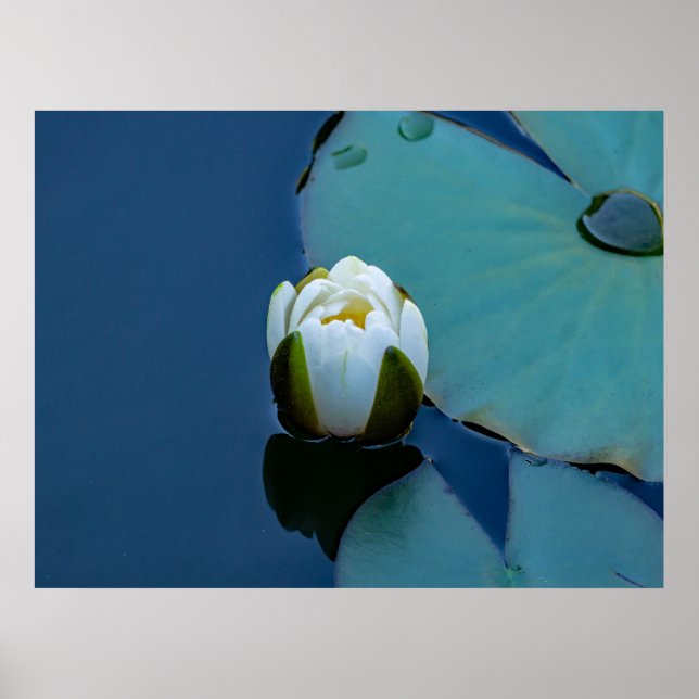 Weißer Seerosen im Teich, Naturfotografie Poster (Vorne)