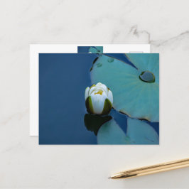 Weißer Seerosen im Teich, Naturfotografie Postkarte