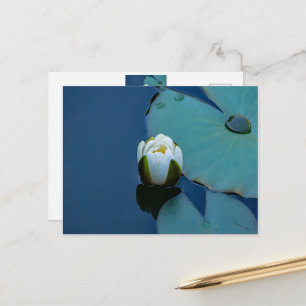 Weißer Seerosen im Teich, Naturfotografie Postkarte