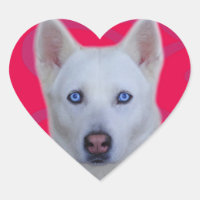 Weißer Sibirischer Husky-Aufkleber (rosa Hintergru