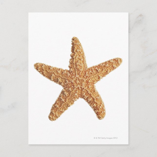 Weißer Starfisch abgeschieden Postkarte (Vorderseite)