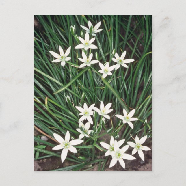 Weißer Stern von Bethlehem (Ornithogalum Umbellatu Postkarte (Vorderseite)