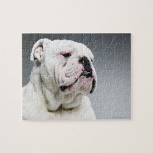 Weißer Stier-Hund