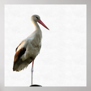 Weißer Storch (Ciconia ciconia) Vogelkunst Poster