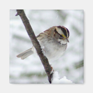 Weißer Throated Spatzen-Magnet Magnet