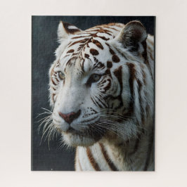 Weißer Tiger