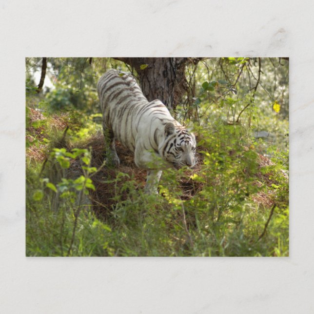 Weißer Tiger 10 Postkarte (Vorderseite)