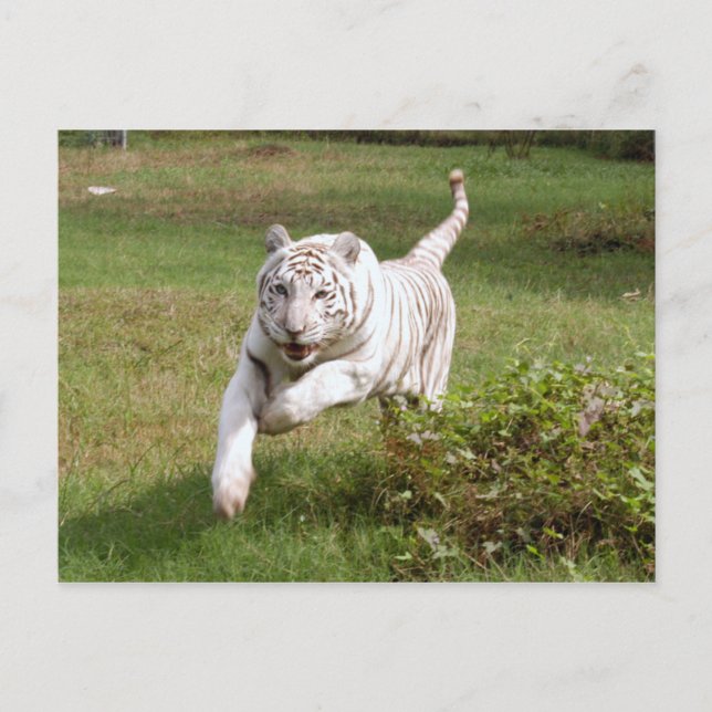 Weißer Tiger 3825e Postkarte (Vorderseite)