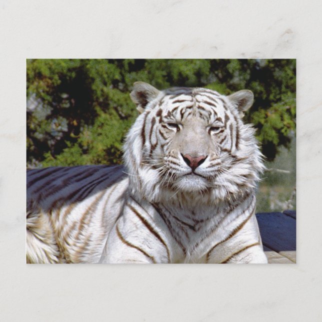 Weißer Tiger 9 Postkarte (Vorderseite)