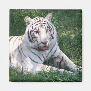 Weißer Tiger auf vertikalem Rahmenbild des grüne Magnet