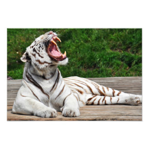 Weißer Tiger, Bengal-Tiger Fotodruck