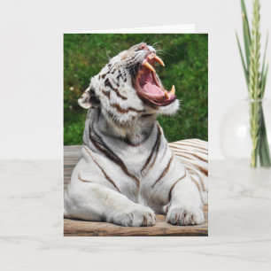 Weißer Tiger, Bengal-Tiger-Grußkarte Karte