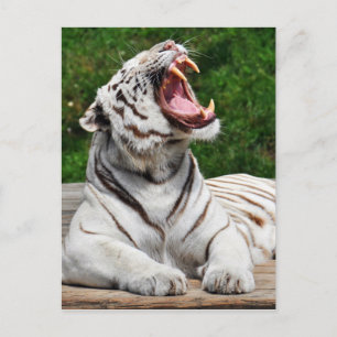 Weißer Tiger, Bengal-Tiger Postkarte