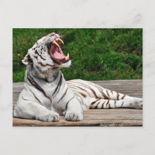 Weißer Tiger, Bengal-Tiger Postkarte