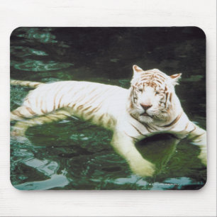 Weißer Tiger, der friedlich schwimmt Mousepad