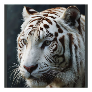 Weißer Tiger Fotodruck