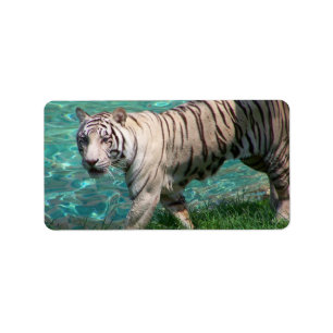 Weißer Tiger gegen gehende Fotografie des blauen Adressaufkleber