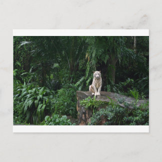 Weißer Tiger im Dschungel Postkarte