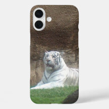 Weißer Tiger
