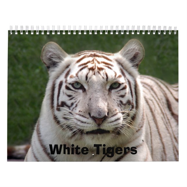Weißer Tiger-Kalender, weiße Tiger Kalender (Titelbild)