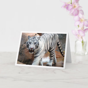 Weißer Tiger Karte