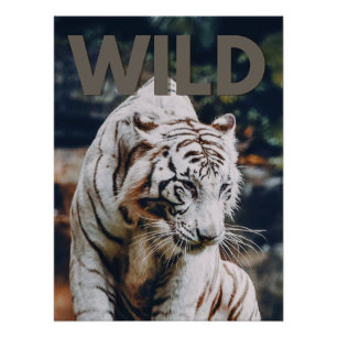 Weißer Tiger Poster