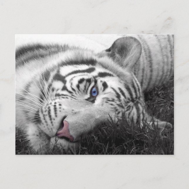 Weißer Tiger Postkarte (Vorderseite)