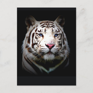 Weißer Tiger Postkarte