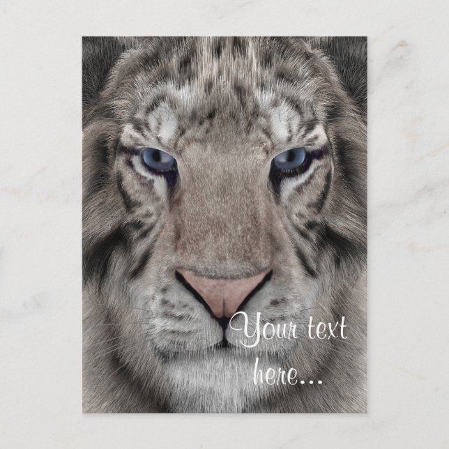 Weißer Tiger Postkarte (Vorderseite)