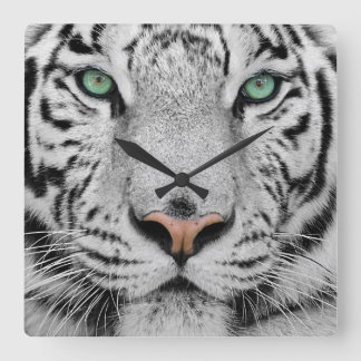 Weißer Tiger Quadratische Wanduhr