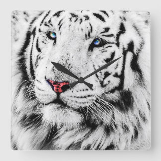 Weißer Tiger Quadratische Wanduhr