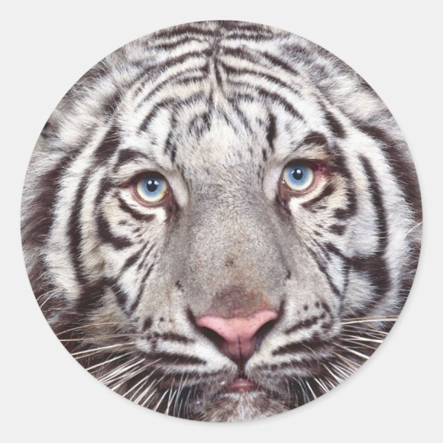 Weißer Tiger-Rundsticker Runder Aufkleber (Vorderseite)