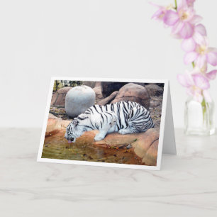 Weißer Tiger trinkt Wasser Karte