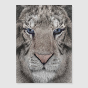 weißer_Tigerkopf Magnetkarte