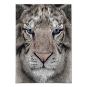 Weißer Tigerkopf Wildtier Ästhetik Fotodruck