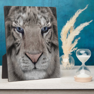 Weißer Tigerkopf Wildtier Ästhetik Fotoplatte