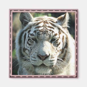 Weißer Tigerporträt mit warmen braunen Markierunge Magnet