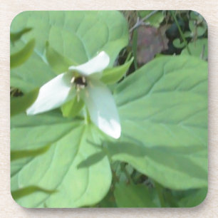 Weißer Trillium mit grüner Farbe Untersetzer