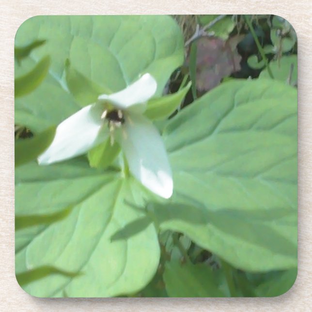 Weißer Trillium mit grüner Farbe Untersetzer (Vorderseite)
