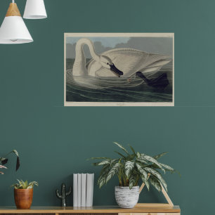 Weißer Trompeterschwan Poster